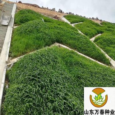 木豆草籽價格 木豆草籽批發 木豆草籽 山東萬春種業 廠家批發價格
