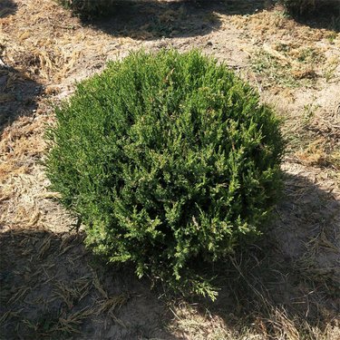 蜀儈樹是什么樹